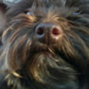 Meet your Posher, Brady